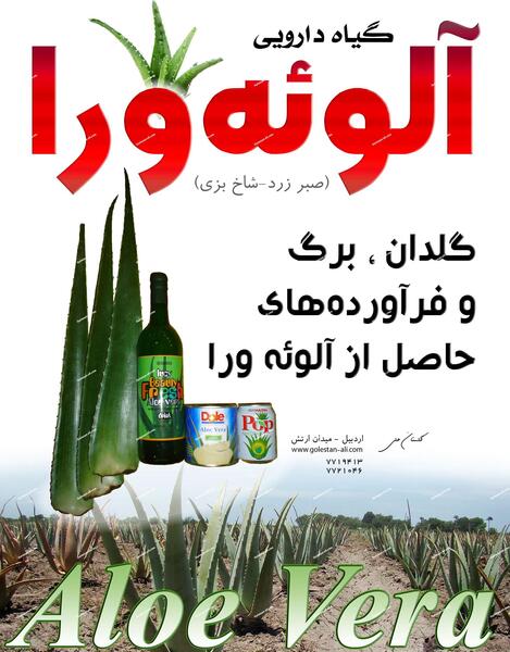 عکس گل صبر زرد