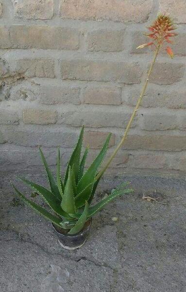 عکس گل صبر زرد
