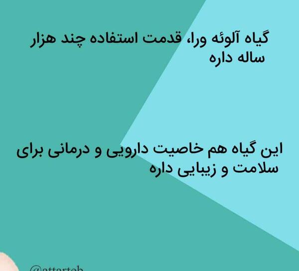 عکس گل صبر زرد