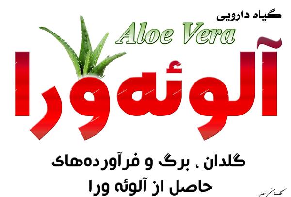 عکس گل صبر زرد