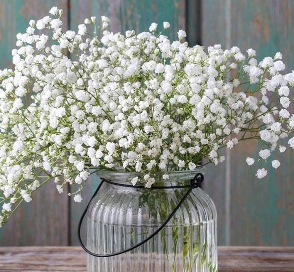 عکس گل ژیپسوفیلا برای پروفایل