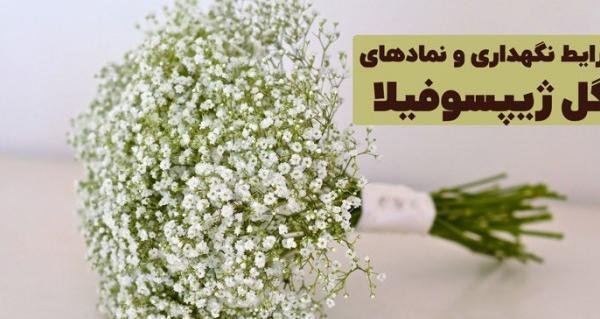 عکس گل ژیپسوفیلا برای پروفایل