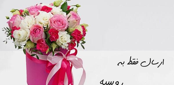 عکس گل ژیپسوفیلا برای پروفایل