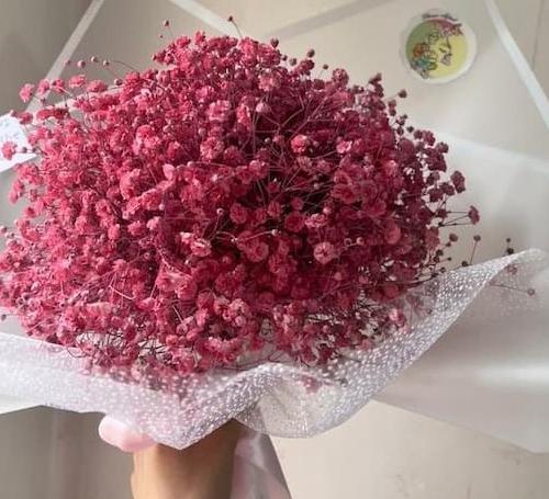 عکس گل ژیپسوفیلا برای پروفایل
