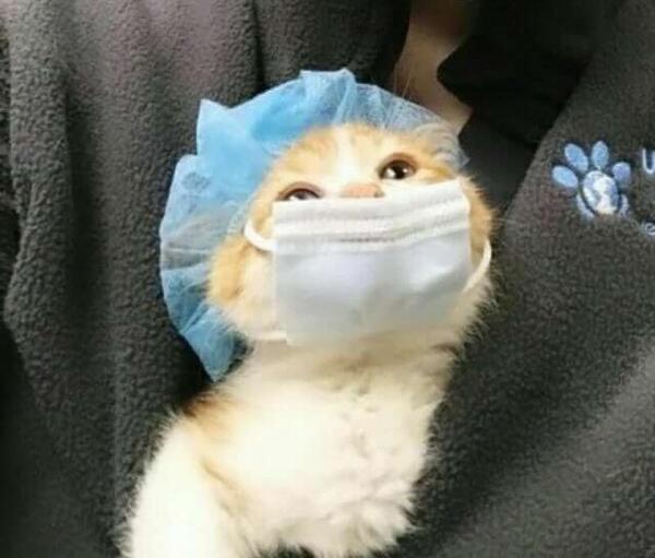 عکس پروفایل جدید گربه