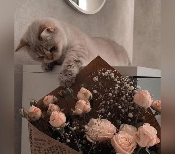 عکس پروفایل جدید گربه