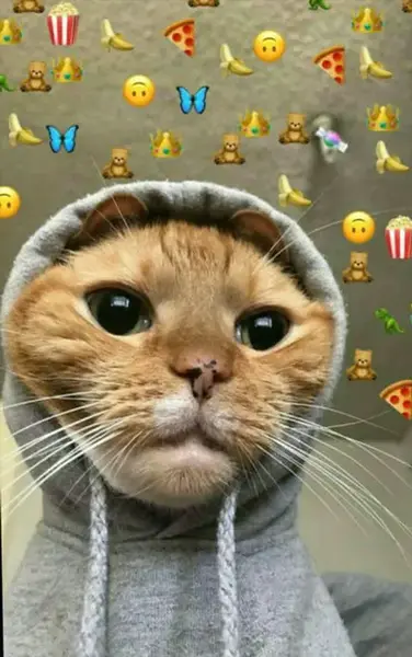 عکس پروفایل جدید گربه