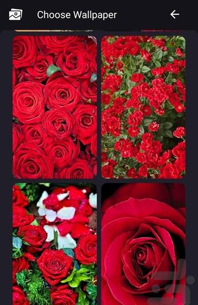 عکس گل برای تصویر زمینه شاد