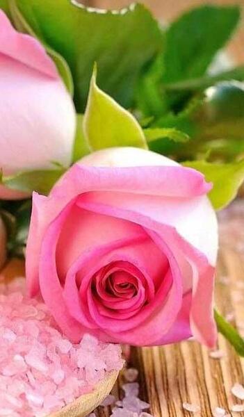 عکس گل برای تصویر زمینه شاد