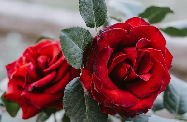 عکس گل برای تصویر زمینه شاد