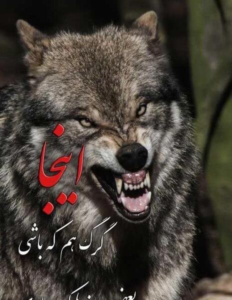 عکس گرگ برای پروفایل واتساپ با متن