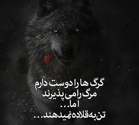 عکس گرگ برای پروفایل واتساپ با متن