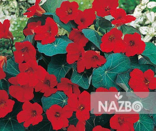 عکس گل لادن در خانه