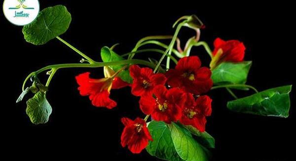 عکس گل لادن در خانه
