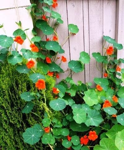 عکس گل لادن در خانه