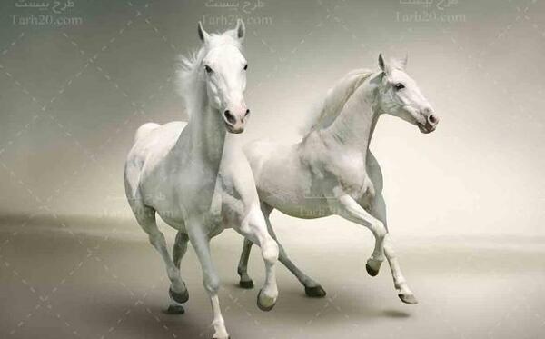 ایده ژست عکس با اسب