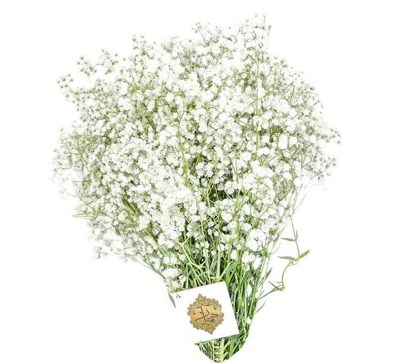 عکس گل ژیپسوفیلا سفید