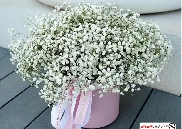 عکس گل ژیپسوفیلا سفید