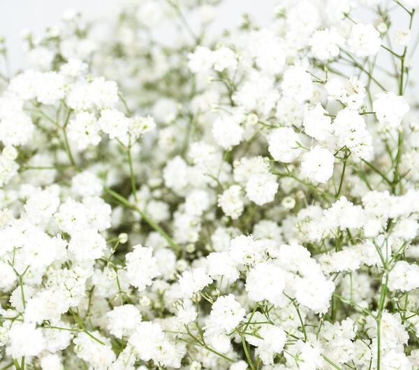 عکس گل ژیپسوفیلا سفید