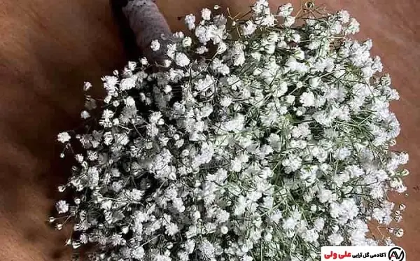 عکس گل ژیپسوفیلا سفید