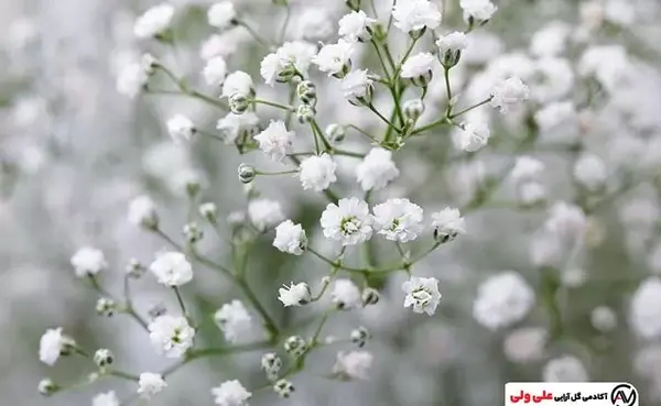 عکس گل ژیپسوفیلا سفید