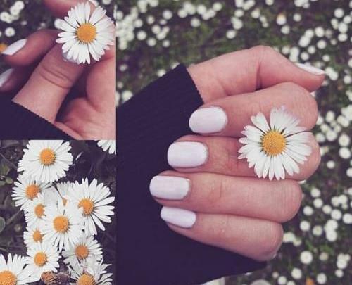 عکس پروفایل دخترانه گل بابونه