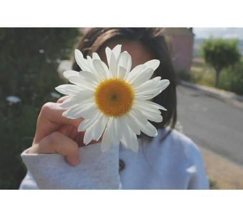 عکس پروفایل دخترانه گل بابونه