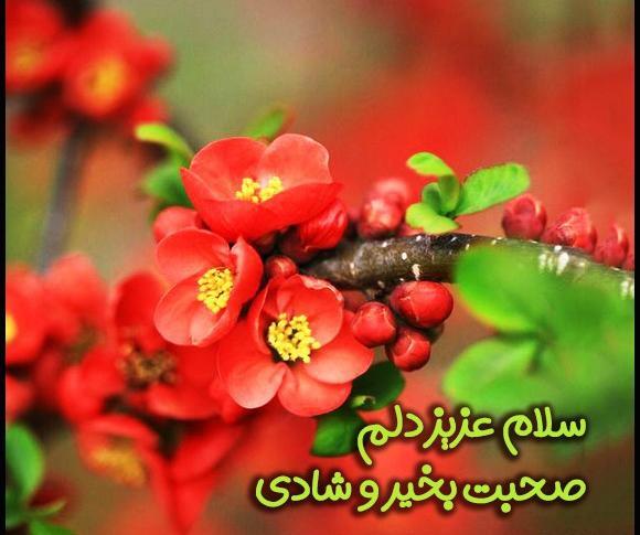 عکس گل نوشته ظهر بخیر