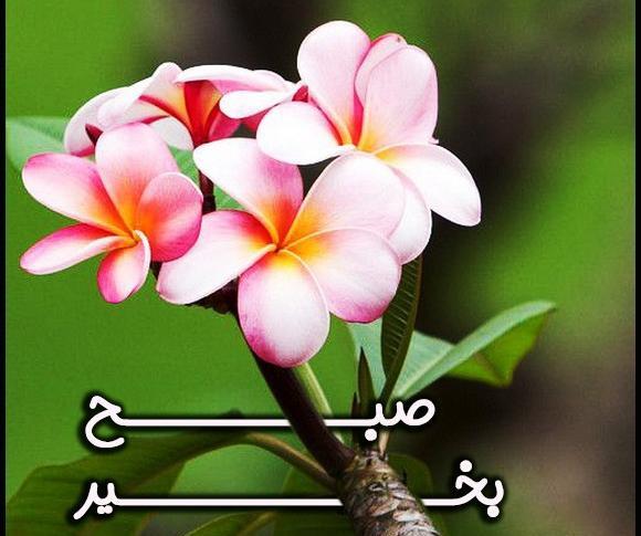 عکس گل نوشته ظهر بخیر
