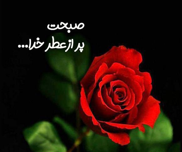 عکس گل نوشته ظهر بخیر