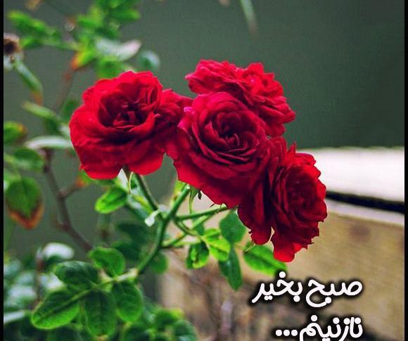 عکس گل نوشته ظهر بخیر
