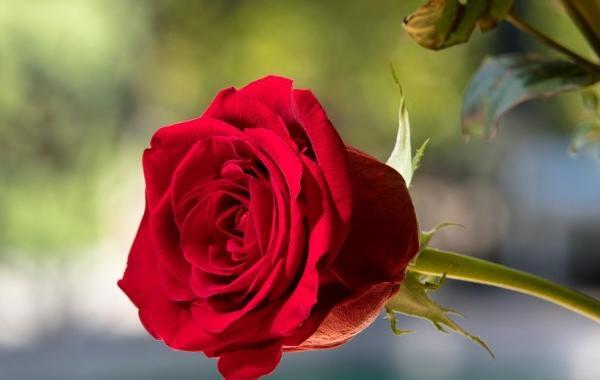 عکس پروفایل جدید گل رز