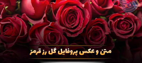 عکس پروفایل جدید گل رز