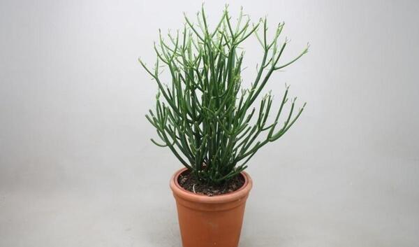 عکس گل جون من برگ بده