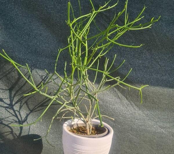 عکس گل جون من برگ بده