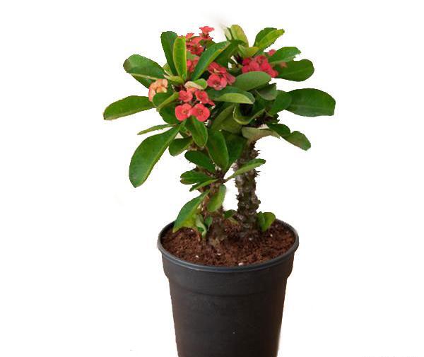 عکس گل جون من برگ بده