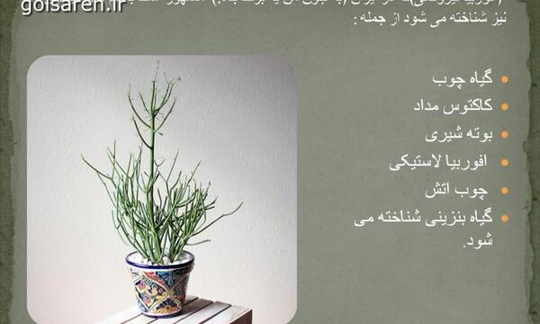 عکس گل جون من برگ بده