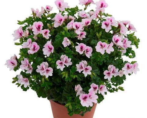 عکس گل شمعدانی خارجی