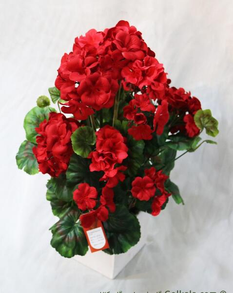 عکس گل شمعدانی خارجی