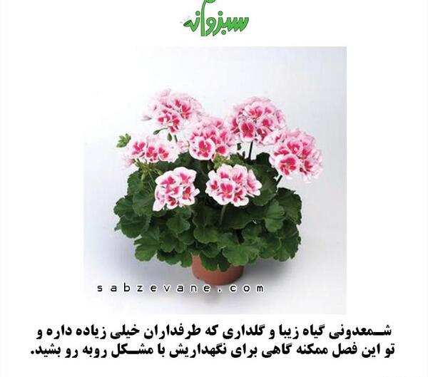 عکس گل شمعدانی خارجی