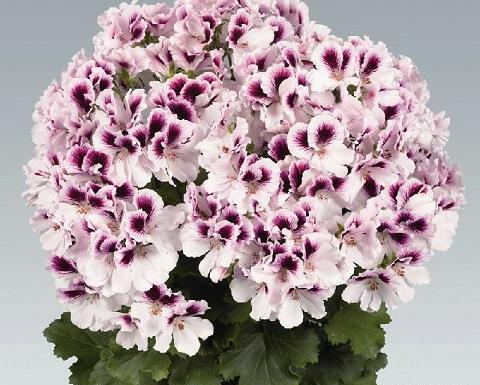 عکس گل شمعدانی خارجی