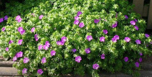 عکس گل شمعدانی خارجی