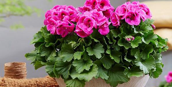 عکس گل شمعدانی خارجی