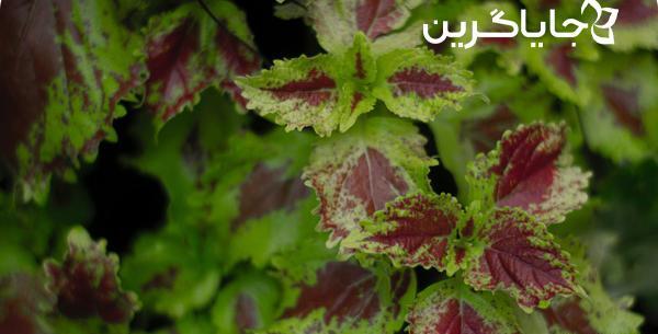 عکس گل یوسفی