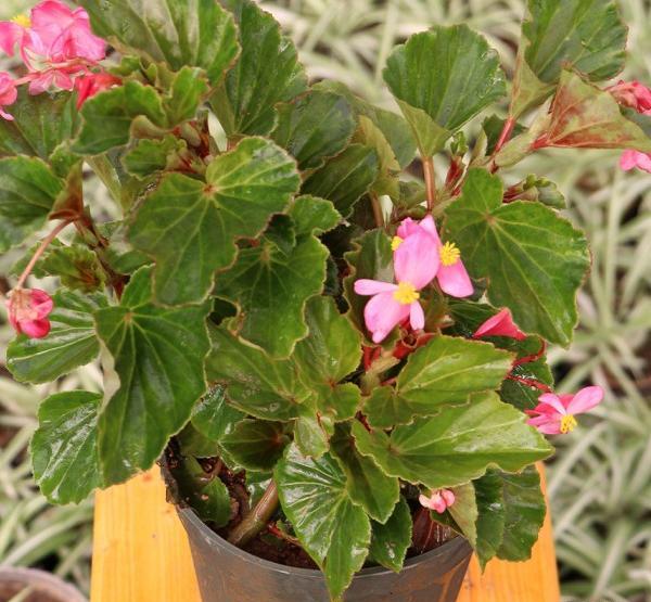عکس گل خانگی طبیعی