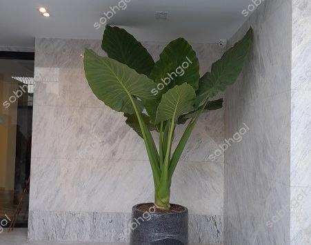 عکس گل خانگی طبیعی