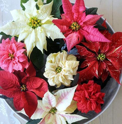 عکس گل خانگی طبیعی