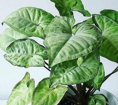 عکس گل خانگی طبیعی