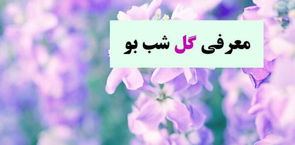 عکس گل شب بو درختی