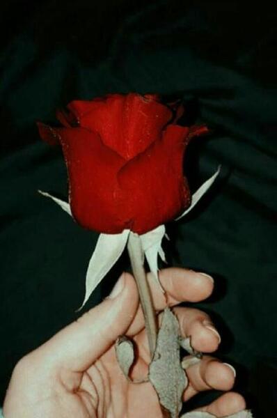 عکس گل فیک برای استوری